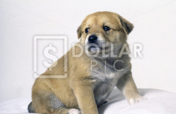 Puppies - Dollar Pic