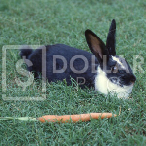 Rabbit - Dollar Pic