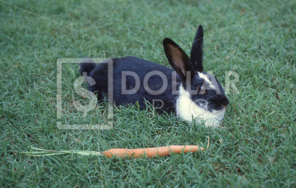 Rabbit - Dollar Pic