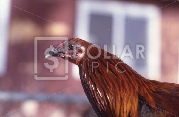 Rooster - Dollar Pic