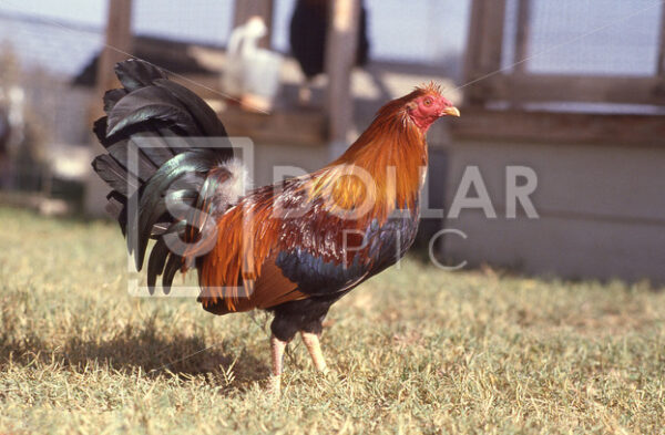 Rooster - Dollar Pic