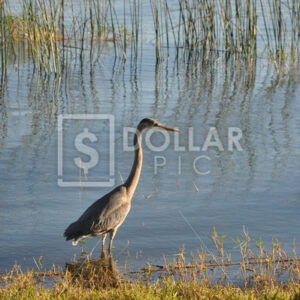Sandhill crane, Fl - Dollar Pic