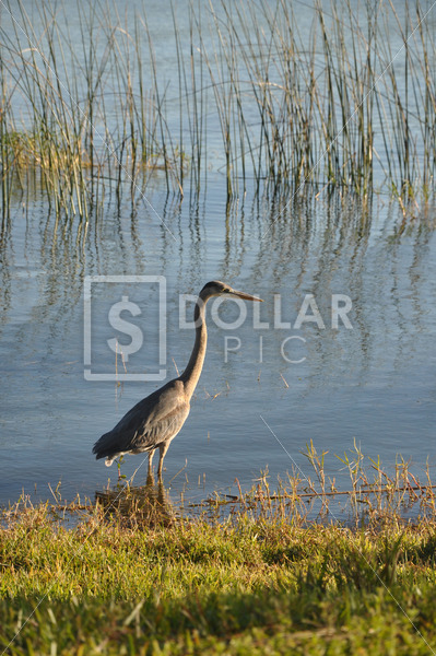 Sandhill crane, Fl - Dollar Pic