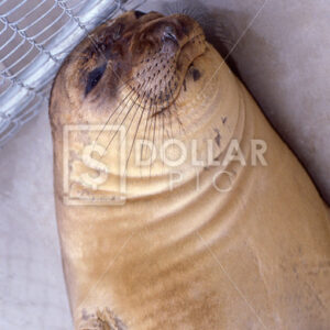 Seal - Dollar Pic