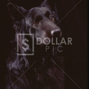 Wolf Hybred - Dollar Pic