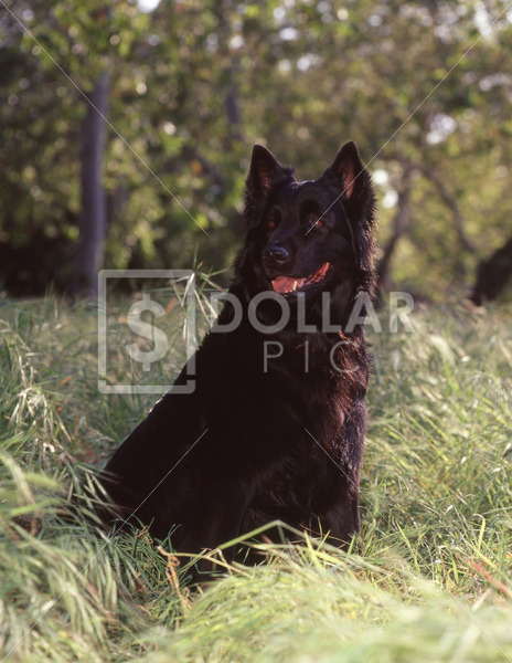 Wolf Hybred - Dollar Pic